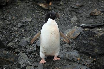 企鵝漂流3千公里現蹤紐西蘭 居民以為是「絨毛玩具...