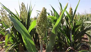 法國熱浪致乾旱 「高粱」灌溉、施肥需求少成農作新...