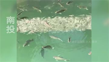 大地震前兆？ 日月潭上百隻台灣鯛浮頭