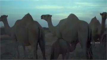 澳洲乾旱缺水 派直升機撲殺5千頭搶水駱駝