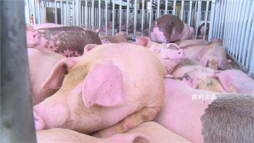 禁止廚餘養豬「處理費」估漲數十倍 業者憂：成本恐...