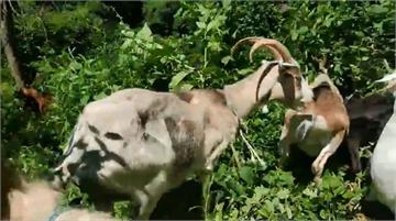 紐約公園驚見大批山羊吃草 竟是為了去除「毒植物」