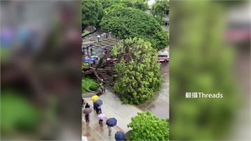 碩一生慘遭60年老榕樹重壓送命 逢甲大學發聲了
