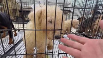 人人犬舍85隻7歲以上、遭割聲帶毛小孩現開放領養...