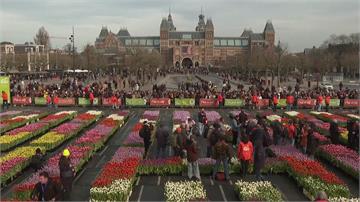 荷蘭鬱金香花季揭序幕 20萬朵免費帶回家