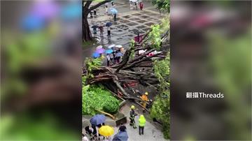 逢甲大學驚傳大樹倒塌 男學生遭壓無生命跡象送醫後...