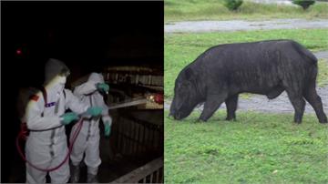 36化學兵群支援梧棲豬農場清消 預計11/3環境再採驗