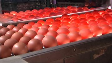 蛋農說根本不缺蛋？ 網點出關鍵「是缺便宜蛋」