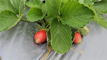 病菌入侵大湖草莓園　莓農苦嘆：沒藥噴直接投降