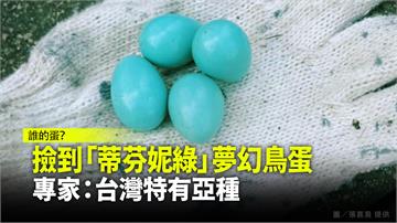 撿到「蒂芬妮綠」夢幻鳥蛋  專家：台灣特有亞種