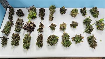 民宅成大麻農場！2男急「丟水溝」滅證　30活株全...