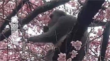 武陵農場初三再爆賞櫻潮 驚見彌猴吃櫻花