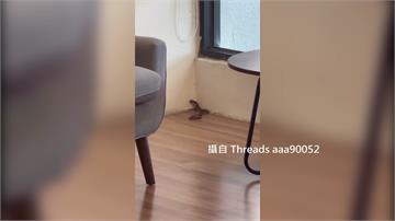 台中龍井圖書館躲30公分眼鏡蛇 41歲女遭咬傷送...