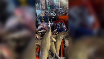 基隆魚市出現「雙髻鯊」販售 民眾嚇：出國碰運氣才...