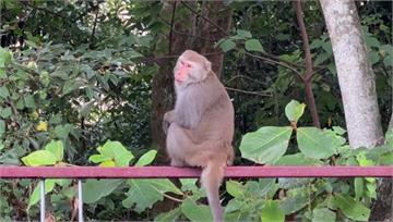 有「猴」出沒！ 知本溫泉區頻見「獼猴大軍」