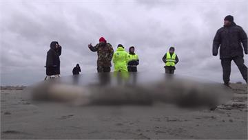怵目驚心！俄羅斯裏海沿岸2500隻海豹離奇亡 哈...