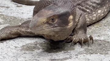 神似哥吉拉！彰化拾獲草原巨蜥 動保所明早10點開...