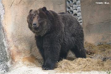 棕熊「小喬」腫瘤復發不敵病魔 台北動物園協助安樂...