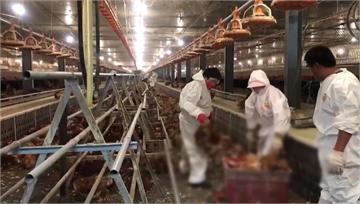 智利首現「禽流感傳人」感染病例　疫苗製造商持續備...