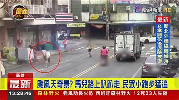 颱風天馬兒散步途中掙脫控制...路上趴趴走 民眾...