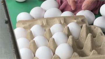 雞蛋黑市價格「每斤飆62」 蛋價失序「誰有蛋就能...