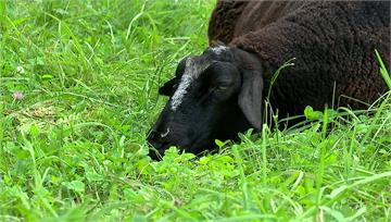 「羊羊」得意！ 美國緬因州黑綿羊率91頭羊脫逃