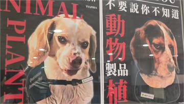 台灣檢疫犬海報爆紅吸80萬觀看　「I吸YOU」勾...