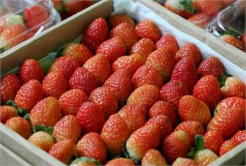 葉酸含量是水果界冠軍！營養師認證「草莓6大益處」...