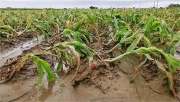全台農損2.4億雲林最慘 玉米、花生田全泡水