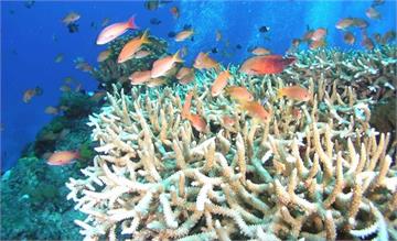 新加坡珊瑚礁萎縮 用樂高打造海洋生物新家