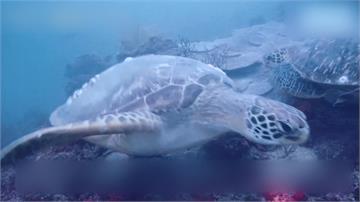 海科館水下攝影機　捕捉海底生物逗趣樣貌