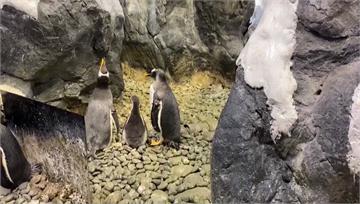 海生館企鵝寶寶寫真展　「破蛋」珍貴畫面曝光