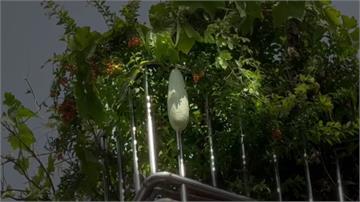 天降大蒲瓜！ 停等紅燈騎士險遭砸