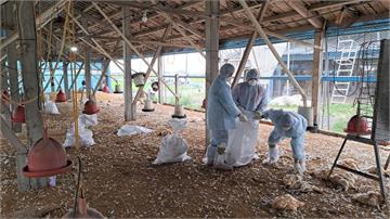 彰化大城鄉某土雞場爆發禽流感 撲殺1.6萬隻土雞