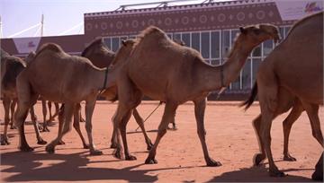 沙烏地阿拉伯「駱駝節」登場 獎金高達20億台幣