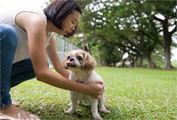 養狗真的對身體好！  醫認證「3大好處」：降低血...