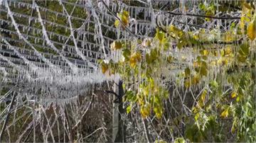 大雪節氣急凍武陵農場！藤花園化身「冰晶世界」 宛...
