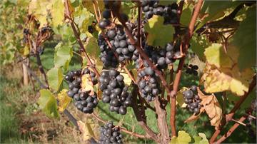 氣候衝擊農業！ 澳洲葡萄酒反因暖化「受惠」
