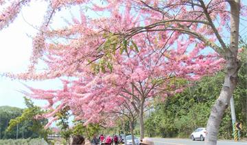 二水花旗木盛開 美景媲美阿里山鐵道櫻花