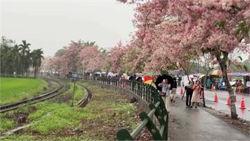 搶拍二水花旗木 大批遊客闖鐵軌「遭叭」仍不動恐吞5萬罰單