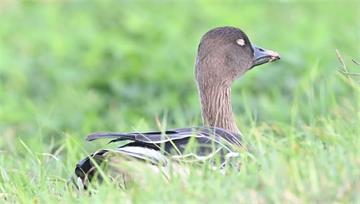 美國首見H5N5傳人死亡 疾管署維持「1級注意」