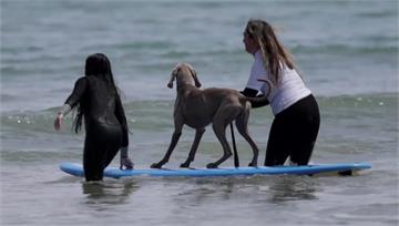 西班牙狗狗衝浪大賽！ 威瑪獵犬連年征戰 冠軍獎牌...