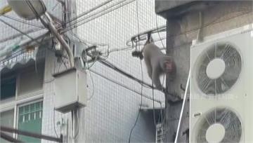 羅東市區「獼猴」現蹤 攀爬電線險象環生