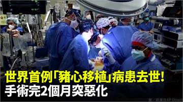 世界首例「豬心移植」病患去世！手術完2個月突惡化