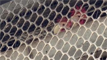 又驗出芬普尼！畜牧場疑殺蟲劑噴雞隻 遭罰12萬移...