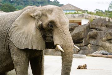台北市立動物園傳憾事 42歲非洲象「美代」逝世