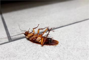 蟑螂打死別沖馬桶！日醫警告「恐爬回家」  教正確...