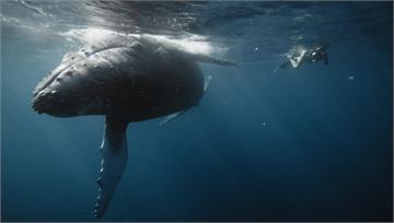 史無前例！南太平洋海洋宣言 賦予鯨魚「法人」地位