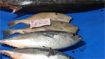 貴！澎湖土魠魚每公斤破千元 買氣大減