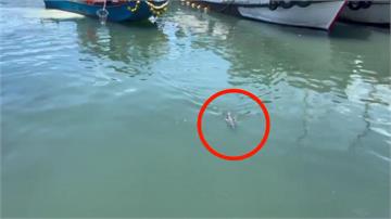 宜蘭大溪漁港小海豚誤闖！ 漁民急通報救援
